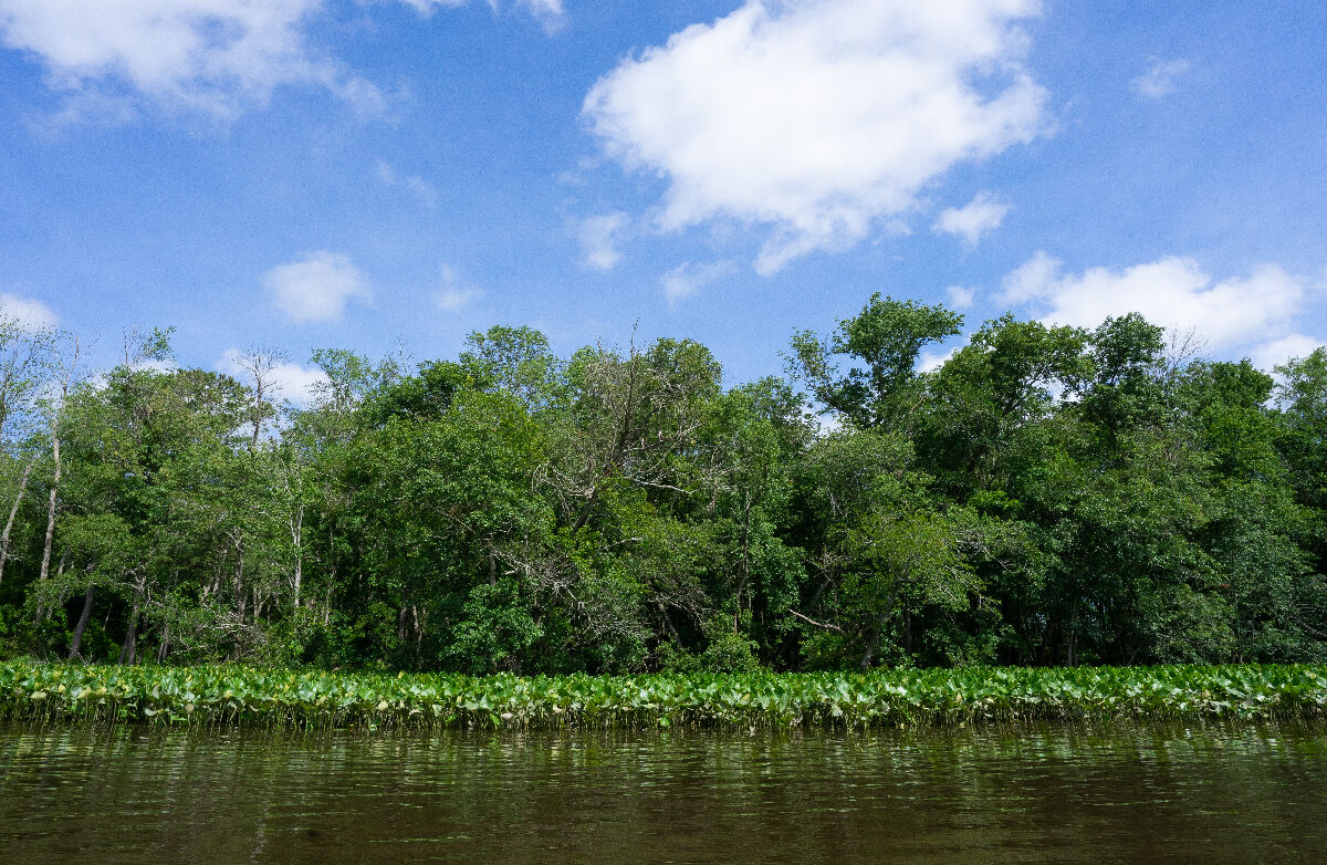 Nanticoke River, DE, shoreline